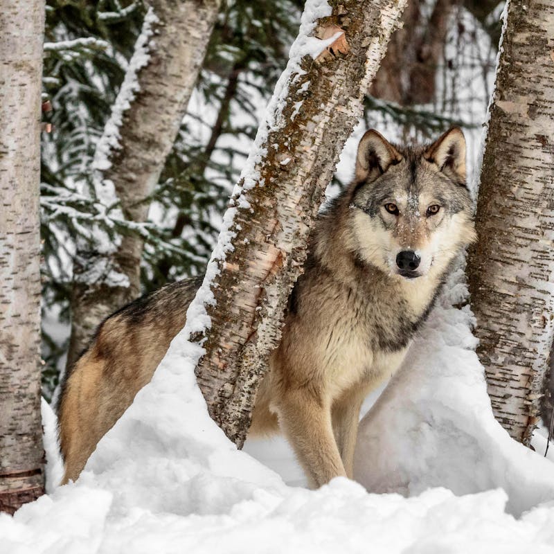 2017.02.06 - Gray Wolf in a Snowy Forest - Montana - wesdotphotography-Alamy Stock Photo